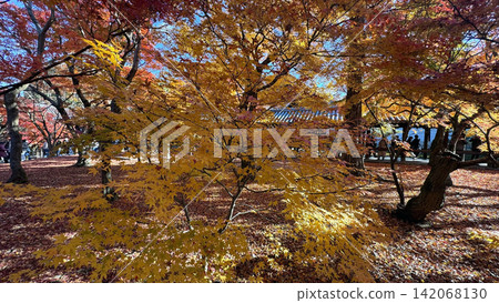In autumn in Japan, the grounds of temples in Kyoto are adorned with vibrant red and yellow autumn leaves. In autumn in Japan, the grounds of temples in Kyoto are adorned with vibrant red and yellow autumn leaves. 142068130