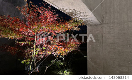 Autumn leaves illuminated in the darkness of night, contrasting with the modern landscape of concrete walls. Autumn leaves illuminated in the darkness of night, contrasting with the modern landscape of concrete walls. 142068214