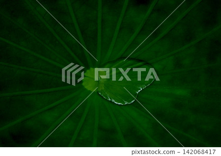 荷葉上的水滴圖案 荷葉上的水滴圖案 142068417