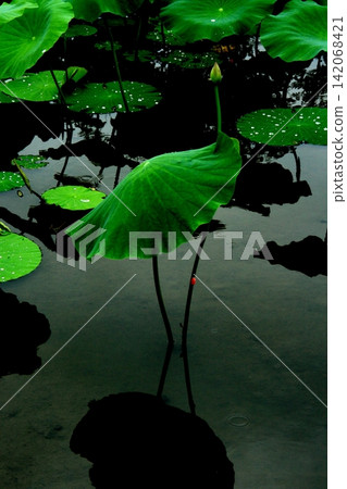 荷葉形狀 142068421