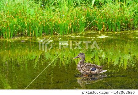 A waterside scene with ducks A waterside scene with ducks 142068686