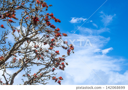 Deigo flowers shining in the blue sky Deigo flowers shining in the blue sky 142068699