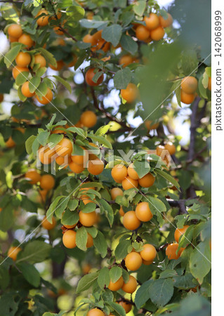 ripe yellow plums ripe yellow plums 142068999