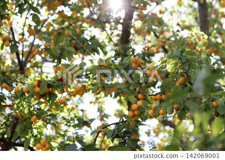 ripe yellow plums ripe yellow plums 142069001