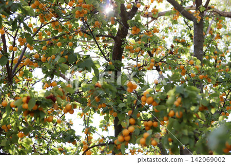 ripe yellow plums ripe yellow plums 142069002