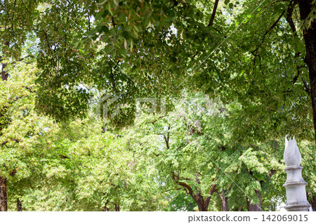 Green Linden Trees nature Green Linden Trees nature 142069015