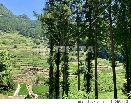 Viewing the green rice paddies of the terraced fields, surrounded by the summer blue sky and the fresh greenery of Mt. Kurakake, through the shade of trees. <Yotsuya Senmaida/Shinshiro City, Aichi Prefecture> Viewing the green rice paddies of the terraced fields, surrounded by the summer blue sky and the fresh greenery of Mt. Kurakake, through the shade of trees. <Yotsuya Senmaida/Shinshiro City, Aichi Prefecture> 142069210