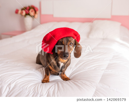 cute dachshund dog in a red beret cute dachshund dog in a red beret 142069379