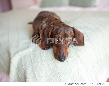 A dachshund with a slightly gray muzzle lies on the bed and looks guilty. A dachshund with a slightly gray muzzle lies on the bed and looks guilty. 142069380