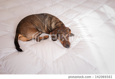 The dachshund dog is lying on a white bed The dachshund dog is lying on a white bed 142069381