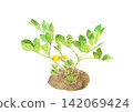 Watercolor illustration of peanut flowers and leaves [Hand-drawn] White background, cutout, with space for copying 142069424