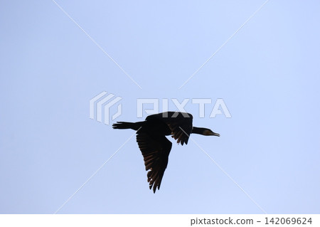 A cormorant silhouette flying against a blue sky. A cormorant silhouette flying against a blue sky. 142069624