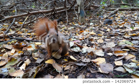 Cute brown rodent eating found walnuts at autumn park. Wild fluffy squirrel gnawing nuts at forest. Pretty small sciurus chewing food outdoor. Concept of wildlife Cute brown rodent eating found walnuts at autumn park. Wild fluffy squirrel gnawing nuts at forest. Pretty small sciurus chewing food outdoor. Concept of wildlife 142069724