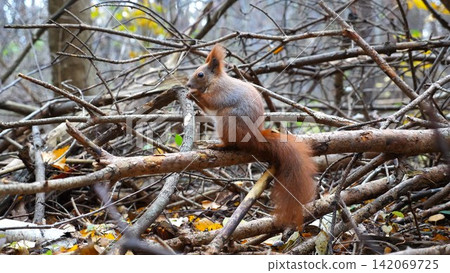 Wild fluffy squirrel sitting at wooden branch gnawing nuts at forest. Cute brown rodent eating found walnuts at autumn park. Pretty small sciurus chewing food outdoor. Concept of wildlife Wild fluffy squirrel sitting at wooden branch gnawing nuts at forest. Cute brown rodent eating found walnuts at autumn park. Pretty small sciurus chewing food outdoor. Concept of wildlife 142069725