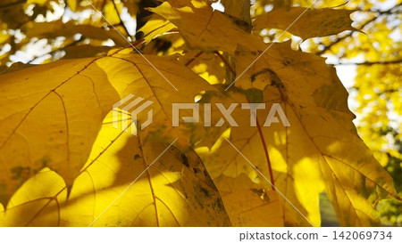 Golden maple leaves on tree branches gently swaying in the wind at sunny day. Lush autumn yellow foliage swinging on breeze at forest. Beautiful colorful fall season. Close up Slow motion 142069734
