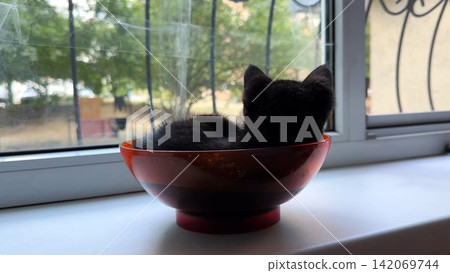 Cute funny kitten lying in plastic bowl on the windowsill. Playful small kitty having fun at home. Curious little black cat playing indoor. Concept of adorable domestic animal Cute funny kitten lying in plastic bowl on the windowsill. Playful small kitty having fun at home. Curious little black cat playing indoor. Concept of adorable domestic animal 142069744