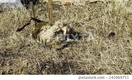 Stray cat lying on dry grass during at sunny day. The scene quietly reflects the vulnerability of an animal without a home, resting alone in a natural outdoor setting. Close up Stray cat lying on dry grass during at sunny day. The scene quietly reflects the vulnerability of an animal without a home, resting alone in a natural outdoor setting. Close up 142069751