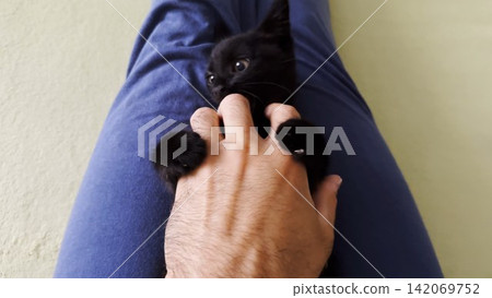 Male arm playing with cute black kitten lying on his legs at home. Hand of man caressing funny small domestic kitty indoor. Man having fun with domestic cat. Concept of care and love to animal. POV Male arm playing with cute black kitten lying on his legs at home. Hand of man caressing funny small domestic kitty indoor. Man having fun with domestic cat. Concept of care and love to animal. POV 142069752