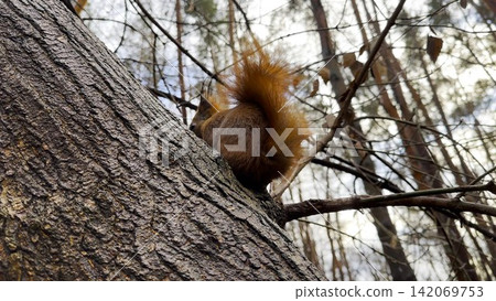 Cute brown rodent sitting at tree gnawing nut at autumn forest. Wild fluffy squirrel eating found walnut at woodland. Pretty small sciurus chewing food at parkland. Concept of wildlife Cute brown rodent sitting at tree gnawing nut at autumn forest. Wild fluffy squirrel eating found walnut at woodland. Pretty small sciurus chewing food at parkland. Concept of wildlife 142069753