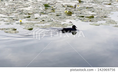 Small black duck swims alone on calm lake during sunset. Warm golden light reflects on the water surface, creating peaceful atmosphere and highlighting the gentle movement of bird in natural setting Small black duck swims alone on calm lake during sunset. Warm golden light reflects on the water surface, creating peaceful atmosphere and highlighting the gentle movement of bird in natural setting 142069756