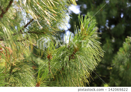 Fluffy branches of a cedar pine with cones against another pine tree Fluffy branches of a cedar pine with cones against another pine tree 142069822