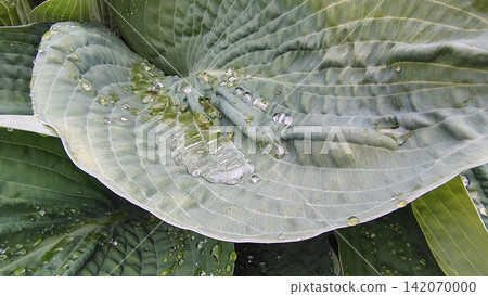 A close-up of a wide, glaucous-green hosta leaf, covered in clear droplets of water after rain. In the center of the leaf, the moisture has collected in a puddle, highlighting the plant's texture 142070000