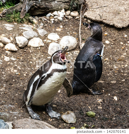 Humboldt Penguin, Spheniscus humboldti in a park Humboldt Penguin, Spheniscus humboldti in a park 142070141