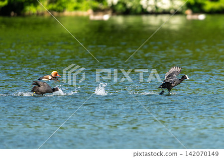 Eurasian coot, Fulica atra chasing each other by running across the water Eurasian coot, Fulica atra chasing each other by running across the water 142070149
