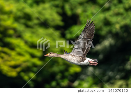 The flying greylag goose, Anser anser is a species of large goose 142070150