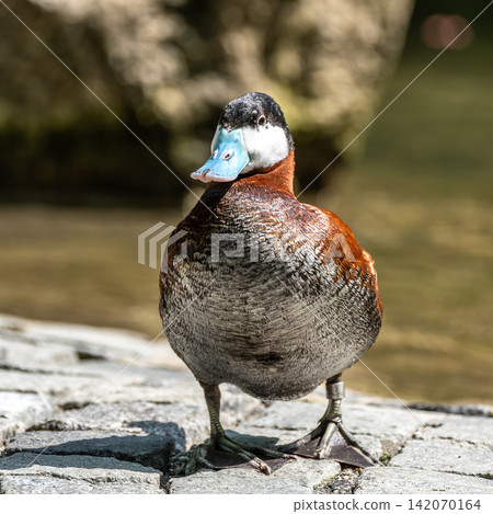 Ruddy Duck, Oxyura jamaicensis, swimming on water surface Ruddy Duck, Oxyura jamaicensis, swimming on water surface 142070164