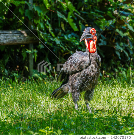 Southern Ground Hornbill, Bucorvus leadbeateri in its Natural Habitat 142070170