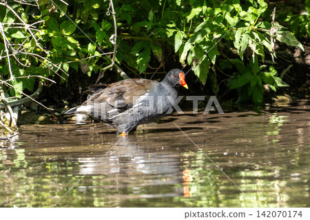 Common moorhen Gallinula chloropus also known as the waterhen or swamp chicken Common moorhen Gallinula chloropus also known as the waterhen or swamp chicken 142070174