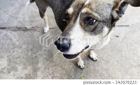 Top view of a leashed dog standing outdoor, looking around and reacting to nearby activity. The image conveys realism, spontaneity, and the natural behavior of a pet in an open environment Top view of a leashed dog standing outdoor, looking around and reacting to nearby activity. The image conveys realism, spontaneity, and the natural behavior of a pet in an open environment 142070223