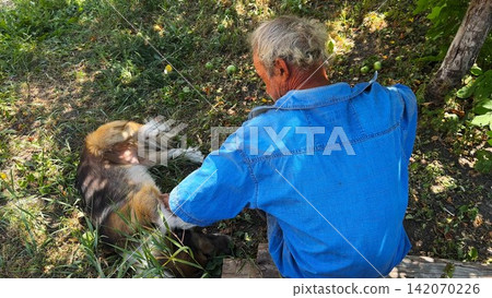An elderly man sits at garden and gently stroking belly of dog while his lies relaxed beside him. Calm atmosphere capturing tender moment of trust and companionship. The scene conveys warmth and care An elderly man sits at garden and gently stroking belly of dog while his lies relaxed beside him. Calm atmosphere capturing tender moment of trust and companionship. The scene conveys warmth and care 142070226