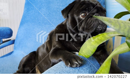 Portrait of funny black pug dog confidently sitting in armchair at home. Soft light emphasizes charming facial features creating humorous mood. Scene captures personality and playful character of pet Portrait of funny black pug dog confidently sitting in armchair at home. Soft light emphasizes charming facial features creating humorous mood. Scene captures personality and playful character of pet 142070227