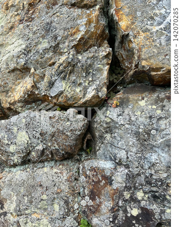 A close-up of tiny grasses and lichens taking root in the cracks of the rock face, capturing their texture and vitality. 142070285