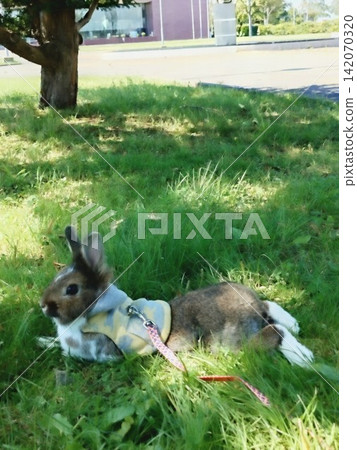 一隻可愛的獅子兔寵物在草地上散步。 一隻可愛的獅子兔寵物在草地上散步。 142070320