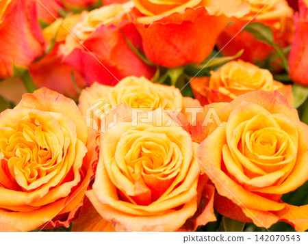 The nature garden flower Rose. A bouquet of roses. 142070543