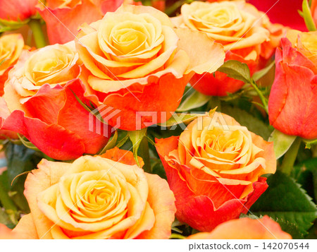 The nature garden flower Rose. A bouquet of roses. The nature garden flower Rose. A bouquet of roses. 142070544