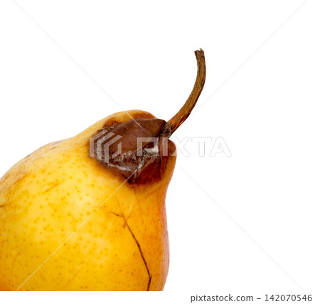 Rotten pear on a white background. Rotten pear on a white background. 142070546