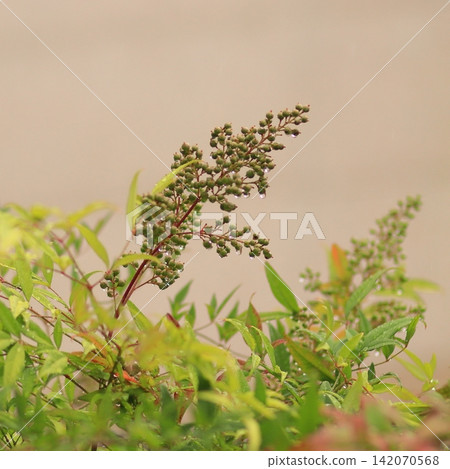 Raindrops on Green Berry Clusters After Rain Raindrops on Green Berry Clusters After Rain 142070568