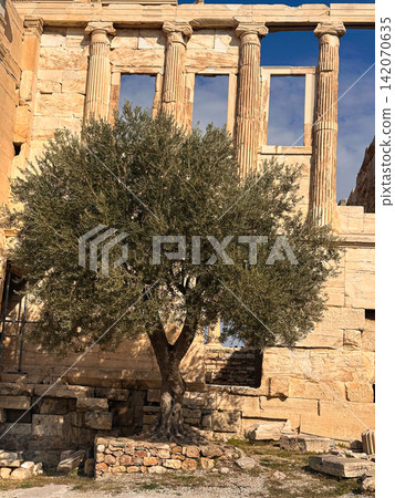 Ancient Olive Tree Beside the Erechtheion Temple Ancient Olive Tree Beside the Erechtheion Temple 142070635