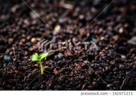 a small seedling growing up slowly from the agricultural field in morning sunshine a small seedling growing up slowly from the agricultural field in morning sunshine 142071215