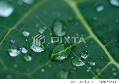 macro photograph with very narrow focusing of many small droplets of water remained on a green freshness leaf after heavy raining in rainy season macro photograph with very narrow focusing of many small droplets of water remained on a green freshness leaf after heavy raining in rainy season 142071235