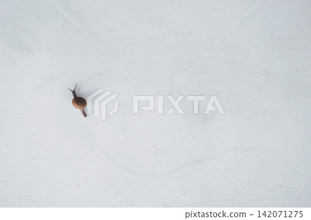 a lonely snail walk slowly on white concrete wall a lonely snail walk slowly on white concrete wall 142071275