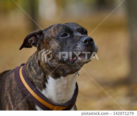 A brindle dog with a white chest and a dark collar with a yellow stripe A brindle dog with a white chest and a dark collar with a yellow stripe 142071279