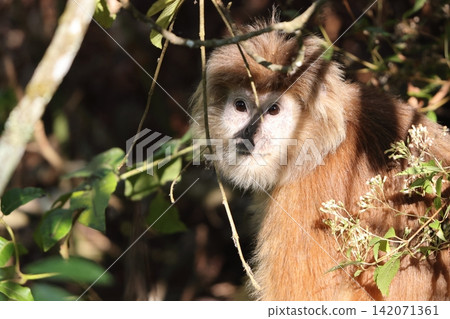 Jawalton Jawalton 142071361