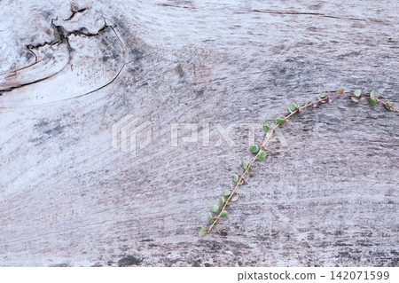 old wood board background wallpaper with a small vine old wood board background wallpaper with a small vine 142071599
