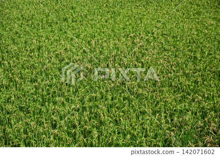 green rice field in daylight green rice field in daylight 142071602