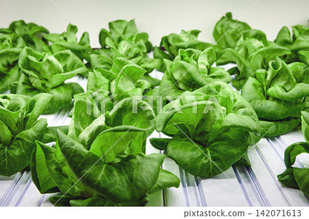green butter heads growing at indoor led light base agricultural farm 142071613